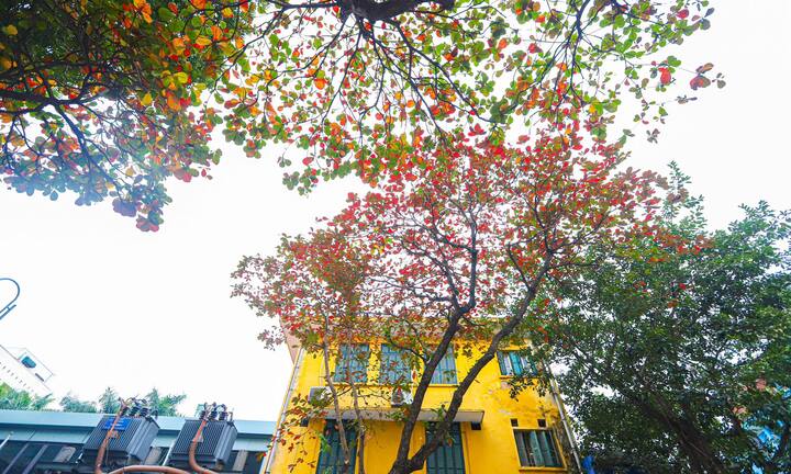 Hà Nội mùa cây bàng lá đỏ