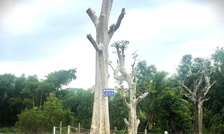 Uẩn khúc gốc bằng lăng rừng 200 triệu tại Bình Định: Công văn 'lạ' từ UBND huyện