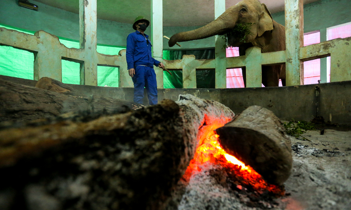 Vườn thú Hà Nội nói gì trước thông tin khỉ gầy trơ xương, chịu rét 10 độ C?