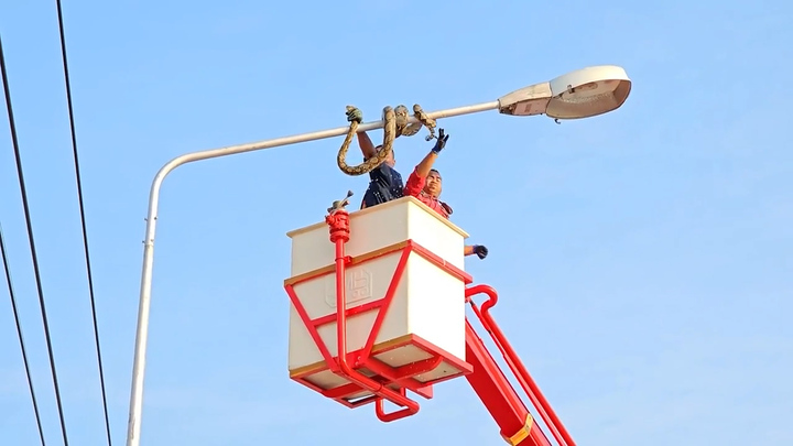 Lính cứu hỏa giải cứu trăn quấn quanh cột đèn