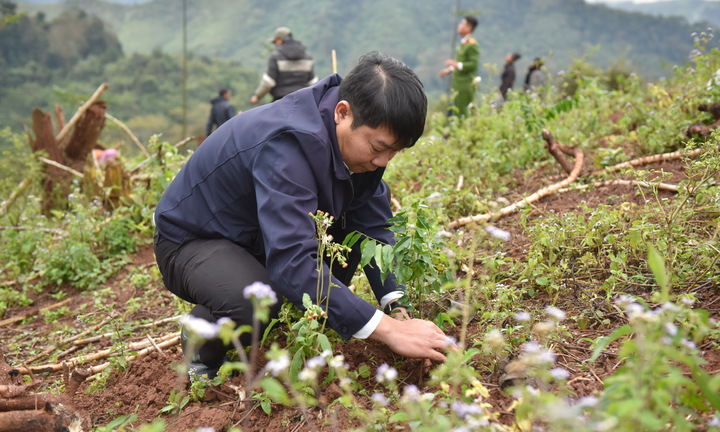 Quảng Bình sẽ có thêm 50.000 cây gỗ lim, sưa đỏ ngăn chặn sạt lở