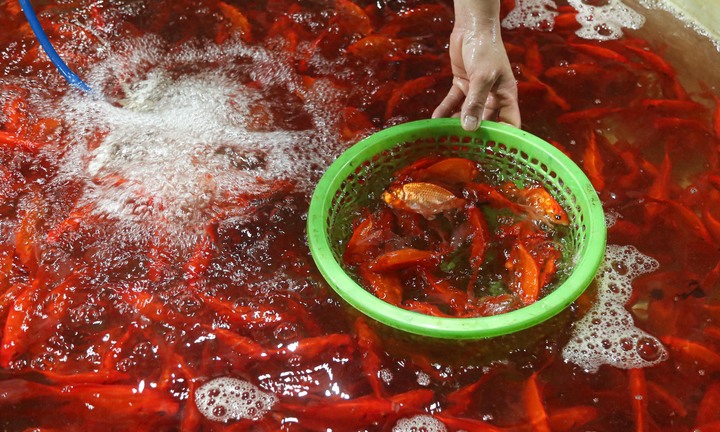 Chợ cá lớn nhất Hà Nội buôn bán xuyên đêm trước ngày ông Công, ông Táo