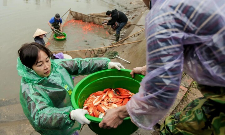 Nông dân mặc áo mưa, dầm mình giăng lưới thu hoạch cá chép đỏ