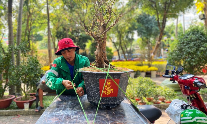 TP.HCM: Cây cảnh tấp nập đổ về phố, shipper làm không kịp nghỉ