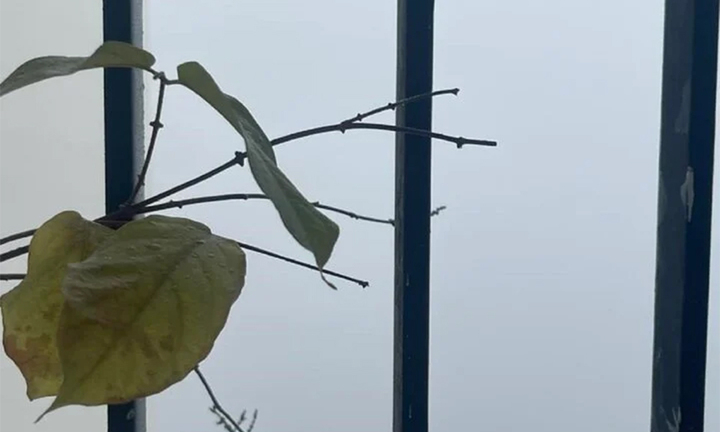 Dân mạng hào hứng ‘săn mây’ từ ban công Hà Nội