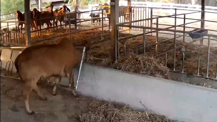 Chó thi triển 'lăng ba vi bộ', bò hoảng sợ mắc kẹt vào hàng rào