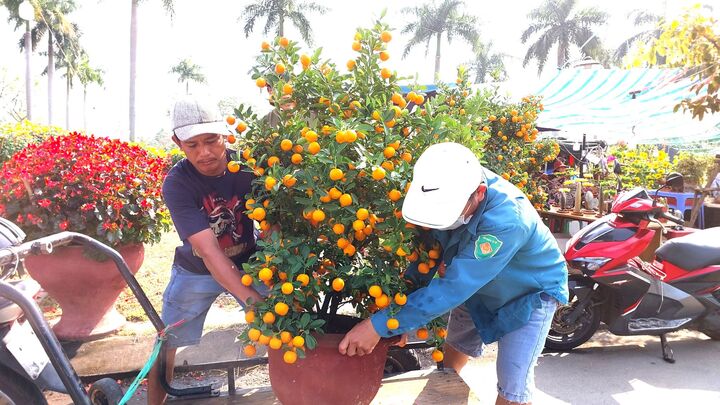 Chở hoa Tết kiếm tiền triệu mỗi ngày, tài xế tranh thủ cày ngày cày đêm