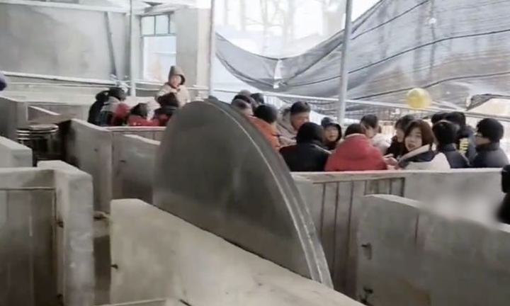 Tuyết rơi quá dày, tiệc cưới được tổ chức trong chuồng lợn