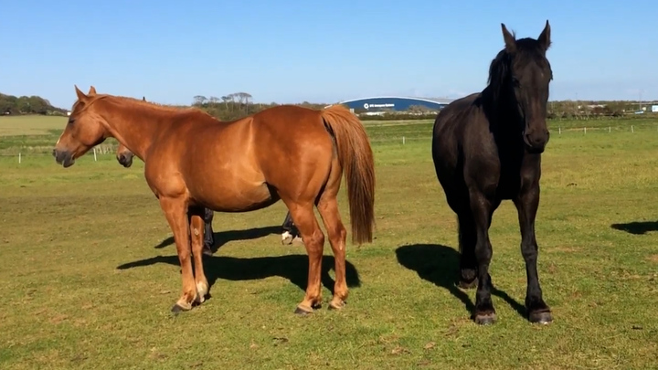 Vì sao ngựa ngủ đứng không bị ngã?