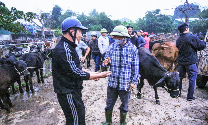 Độc đáo phiên chợ trâu bò trả giá bằng cách đập tay