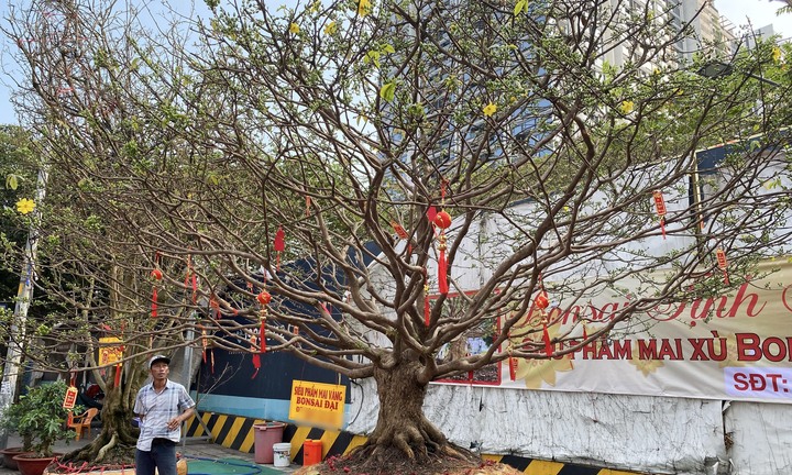 Cây mai bạc tỷ bán ở vỉa hè TP.HCM