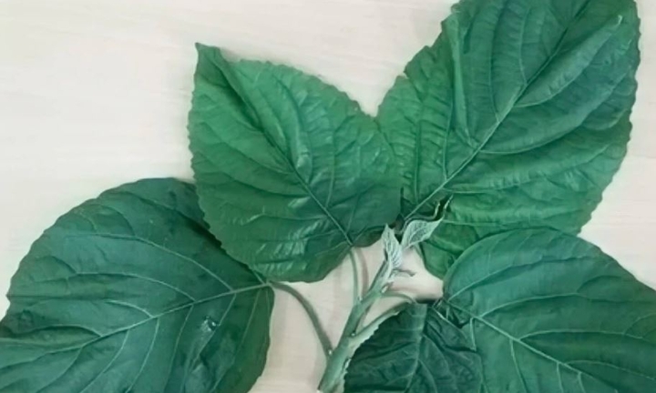 Ăn thịt chó kèm loại lá độc, người phụ nữ suýt mất mạng