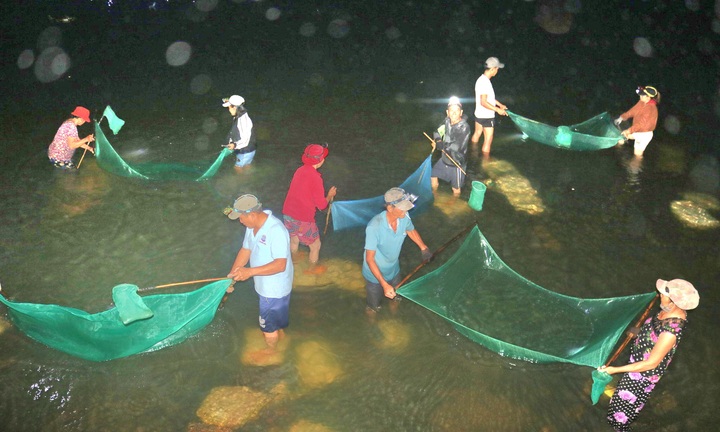 Trắng đêm 'săn' cá chình giống trên sông Cái