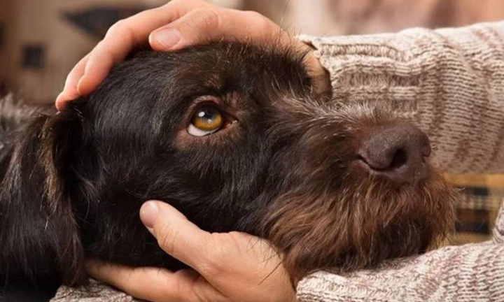  Ngứa ngáy, nhiễm ký sinh trùng từ thói quen ôm hôn thú cưng