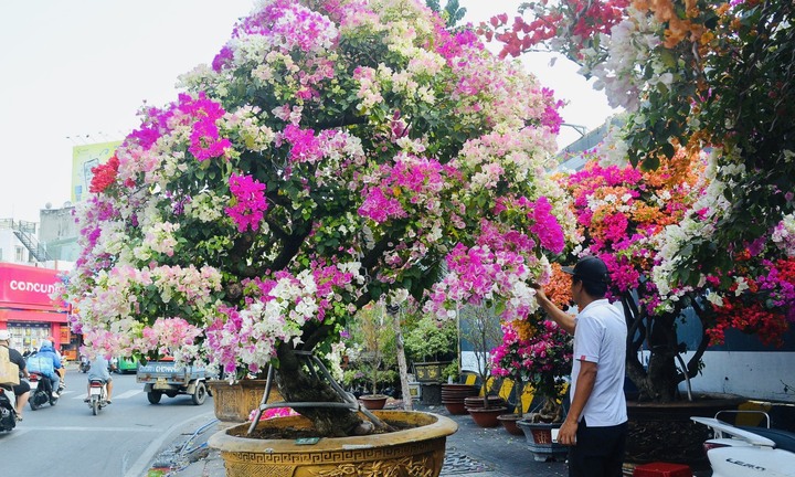 TP.HCM: Hoa giấy trăm triệu đồng khoe sắc, chờ khách 'rước' về chơi Tết 