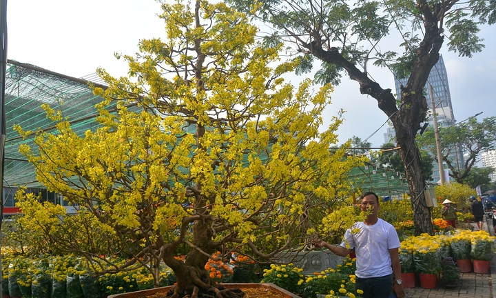 Ngắm cây mai tiền tỷ ở chợ hoa 'nhà giàu' Phú Mỹ Hưng 