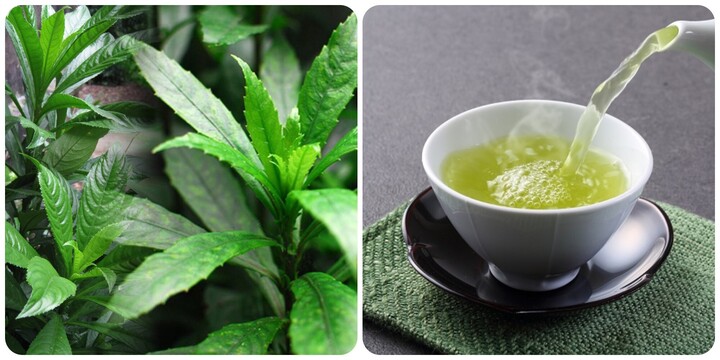 Uống nước lá xương sông có tác dụng gì với sức khoẻ?