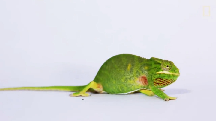 Tắc kè hoa 'phù thủy' biến đổi màu hút dân chơi Việt