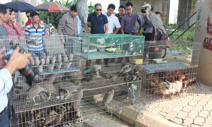 Ăn thịt thú rừng ngày Tết để thể hiện ‘đẳng cấp’, nguy cơ rước bệnh vào người