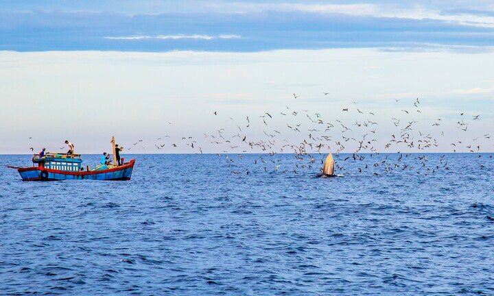 Đức tin cá Ông, vị phúc thần của ngư dân vùng biển Bình Định