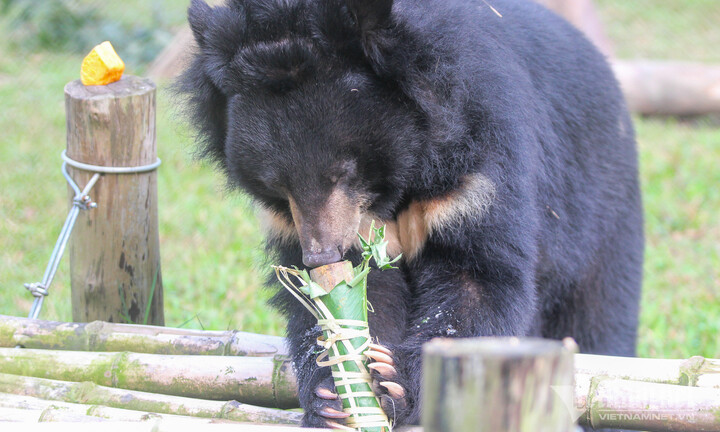 Gấu ở Trung tâm cứu hộ được ăn 'bánh chưng, bánh tét' trong dịp Tết Giáp Thìn