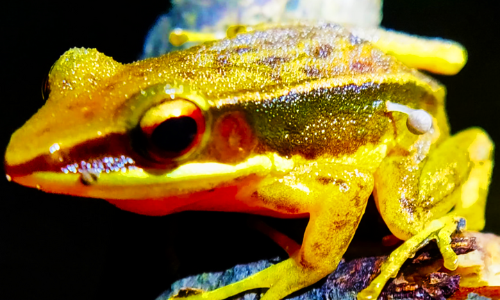 Bất ngờ nấm mọc trên lưng ếch sống