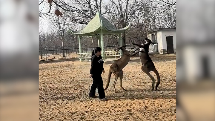 Tranh giành lãnh thổ, hai con kangaroo lao vào ẩu đả 