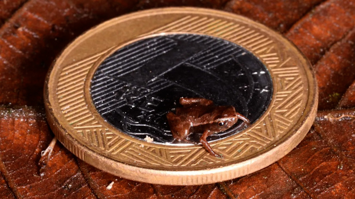 Cận cảnh loài ếch có xương sống nhỏ nhất thế giới