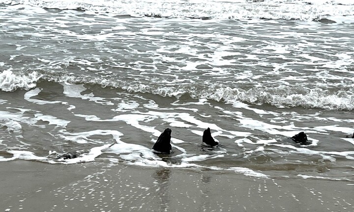 Khai quật địa điểm phát hiện cổ vật ở ven biển Hội An