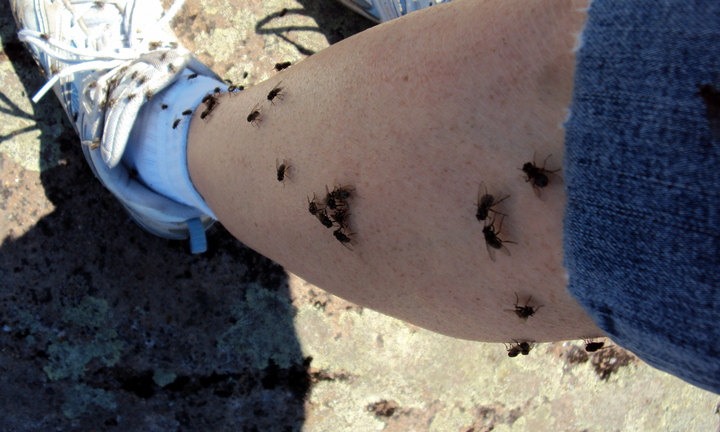 Vì sao ruồi thích bám vào cơ thể người?