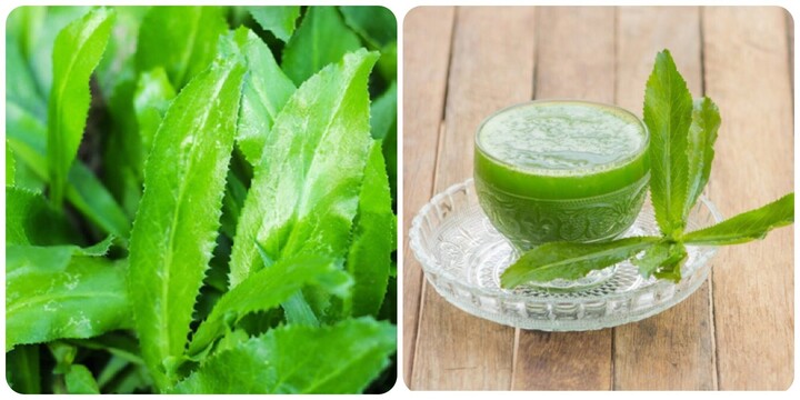 Uống nước lá ngò gai có tác dụng gì với sức khoẻ?