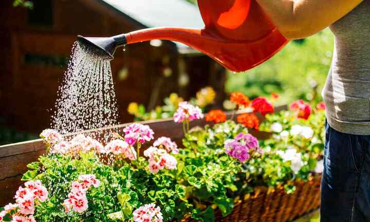 Có nên tưới nước ấm cho chậu hoa vào mùa lạnh?