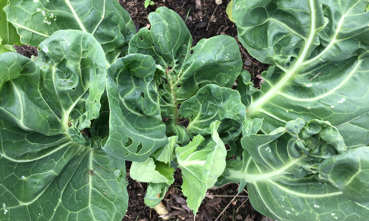 Mẹo tự nhiên giúp phòng ngừa sâu bệnh cho cây trồng