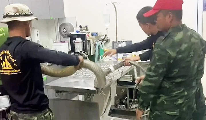 Hôn mê sau kịch chiến, rắn hổ mang chúa khổng lồ được binh sỹ cứu sống