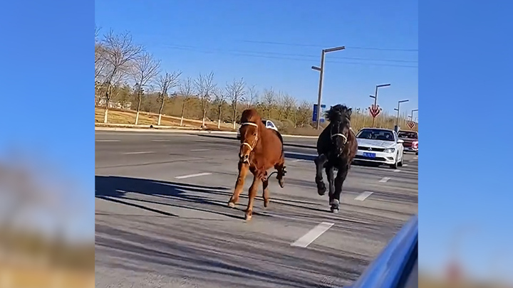 Song mã phi nước đại tranh tài trên cao tốc