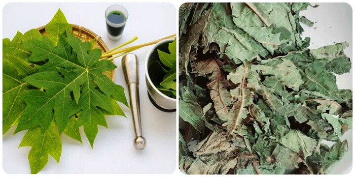 Tác dụng của lá đu đủ với sức khoẻ