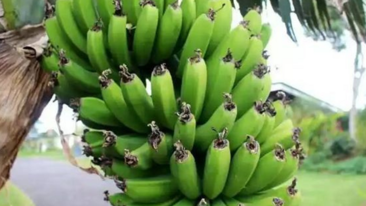 Mua chuối thắp hương, vì sao những nải còn râu lại đắt hơn?