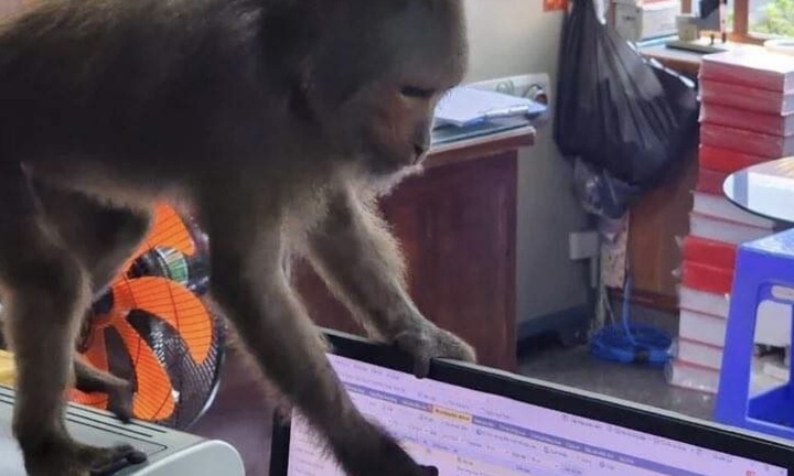 Đàn khỉ lông xám liên tục quấy phá nhiều nhà dân ở Phú Yên