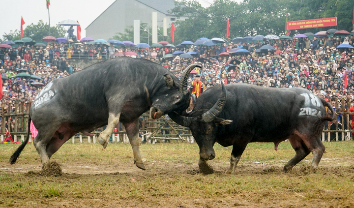 Mãn nhãn với những pha phi nước rút, móc hầu đối thủ của các 'ông trâu' Hải Lựu