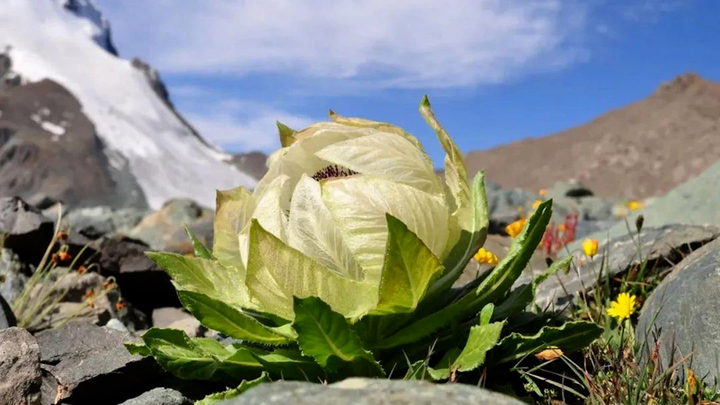 Loài hoa 7 năm nở một lần có gì đặc biệt?