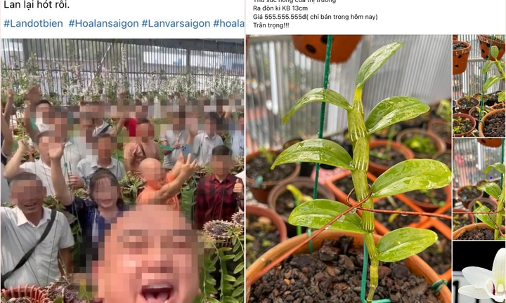 Lan đột biến nóng trở lại, giá hàng trăm triệu đồng: Dân buôn đang giăng bẫy?