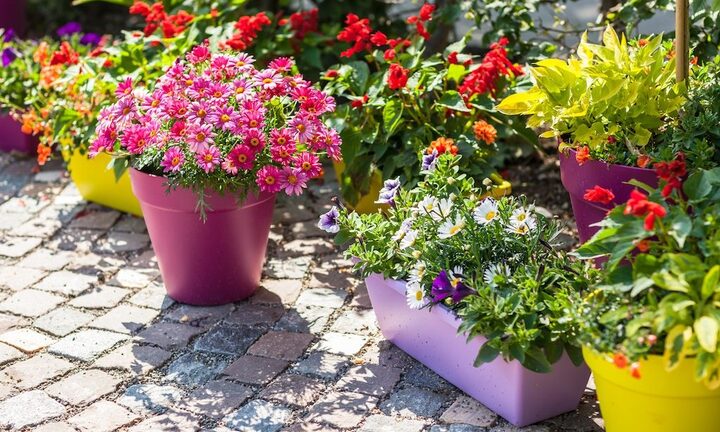 Vì sao không nên nhổ sạch cỏ dại trong chậu cây?