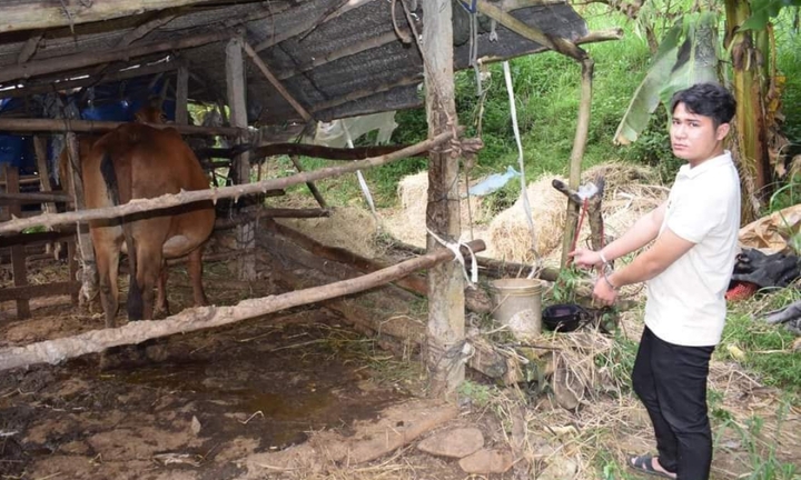 Phú Yên: Nam thanh niên thuê ô tô tải đi trộm bò đang mang thai