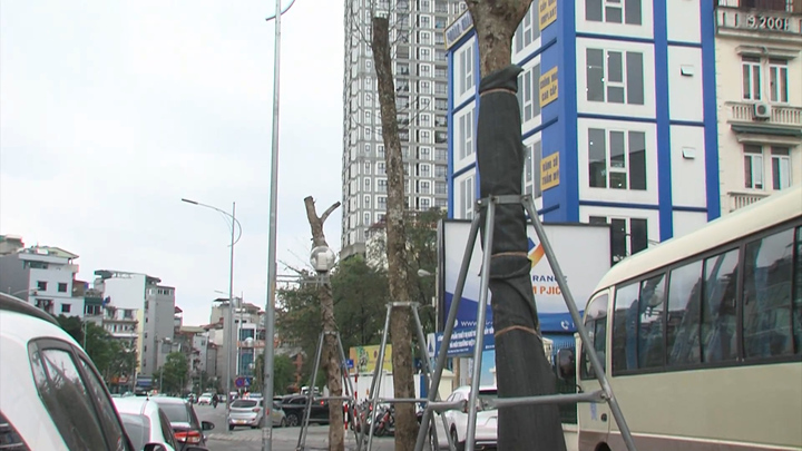 Hàng chục cây xanh chờ chết trên con đường trăm tỷ ở Thủ đô