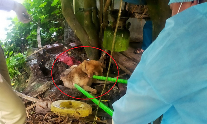 14 người bị 1 con chó dại cắn ở trường tiểu học tại Quảng Ninh