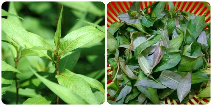 Rau răm cực tốt nhưng những người này nên hạn chế ăn 