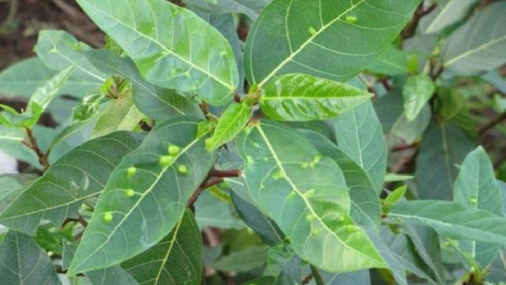 Tại sao trên lá sung lại có nhiều nốt mụn?