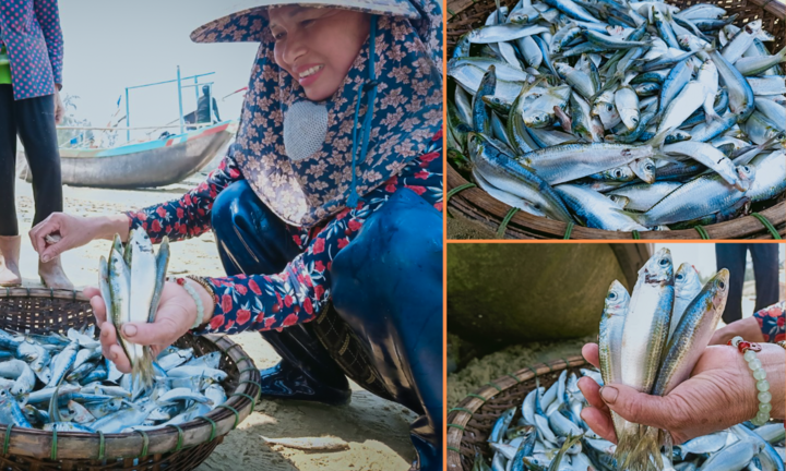 Trúng đậm hàng tấn cá trích, ngư dân thu tiền triệu sau vài tiếng ra khơi
