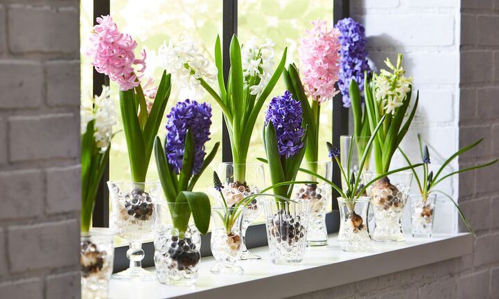 Những loại hoa không nên trồng trong nhà