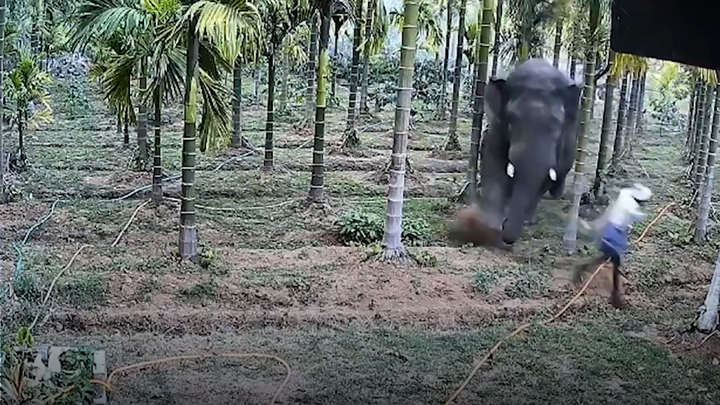 Thót tim cảnh người đàn ông bị voi hoang dã truy đuổi, thoát chết trong tích tắc